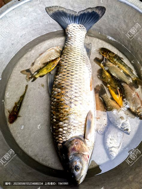 四川雅安特有的鱼类有雅安三绝之称的：雅鱼