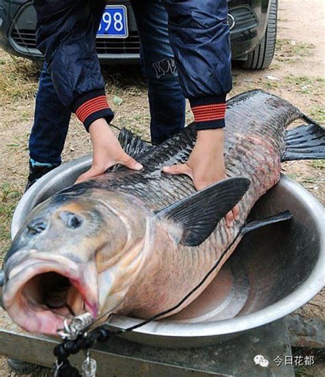 世界最大淡水鱼长4.27米_新闻中心_新浪网