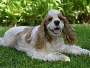 美国可卡犬图片
