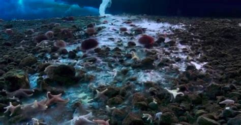 高清: 美艳的深海水母, 从未见过, 原来如此美丽|水母|深海|浮游生物_新浪新闻