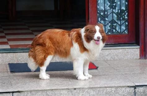 公认“最帅”的5种狗狗，哈士奇上榜_Top