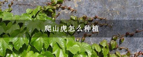爬山虎怎么种植-种植技术-中国花木网
