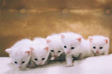 白色的小猫咪桌面壁纸-壁纸图片大全