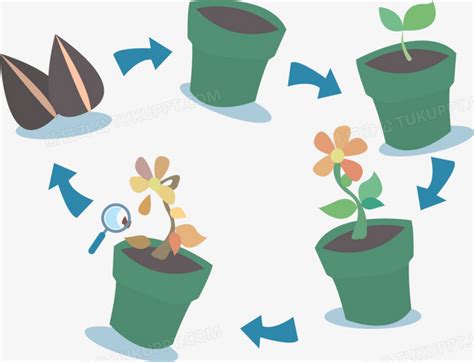 手绘植物生长过程发芽开花向日葵商用素材图片免费下载-千库网