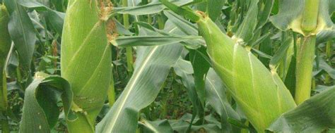 秋乐368玉米的特征特性，附简介-农百科