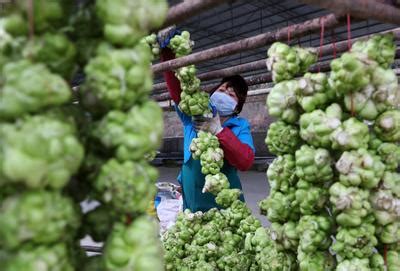 重庆黔江：抢收青菜头保市场-人民图片网