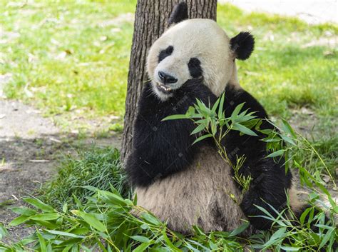 靠着树吃竹子熊猫摄影图高清摄影大图-千库网