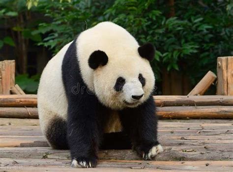 我们的国宝大熊猫, 在动物界中是个什么地位?|大熊猫|动物界|国宝_新浪新闻