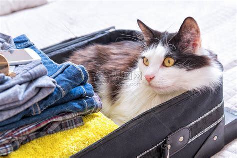 猫坐在手提箱或袋子里等待旅行随高清图片下载-正版图片502946382-摄图网