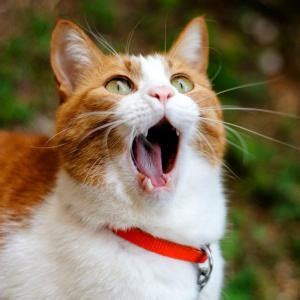 猫为什么发出咕噜咕噜的声音？带你了解各种猫叫声的秘密