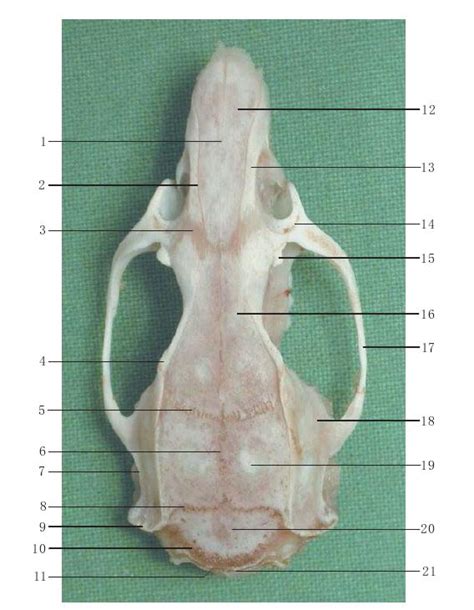 图1-4 颅骨背面观-WISTAR大鼠解剖-图片