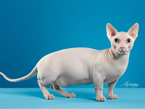 斯芬克斯猫(Sphynx)又称加拿大无毛猫体图片