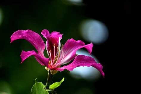 花秋图片