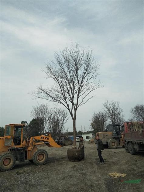 苗木养护期一般多久？苗木养护注意事项-种植技术-中国花木网
