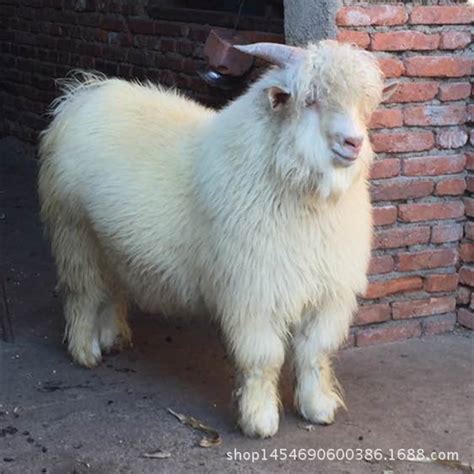 贵州白山羊在当地多少钱一斤-阿里巴巴