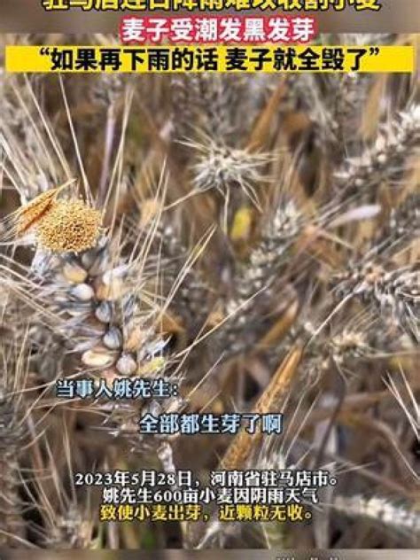5月28日，河南驻马店连日降雨难以收割小麦，麦子受潮发黑发芽，“如果再下雨的话，麦子就全毁了”_腾讯视频
