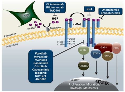 HGF-MET signaling pathway. Abbreviations: HGF, hepatocyte growth ...