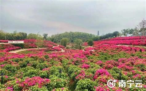 蓝天、白墙、叶子花......青秀山将新增一个拍照打卡地|青秀山|南宁市_新浪新闻