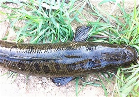 鱼塘黑水怎么治理，鱼塘黑水对鱼有危害吗 - 农村网