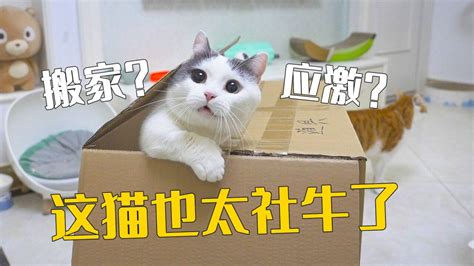 顾客喝咖啡撸猫被抓伤 店家表示：不负责_资讯_维宠宠物导航网