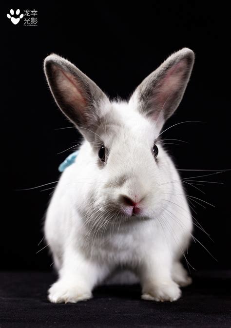 你想撸兔子吗？软萌的安哥拉巨兔“营业”了_凤凰网视频_凤凰网