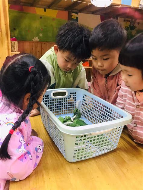 蚕宝宝成长记 - 多彩的一天 - 杭州市德胜幼儿园