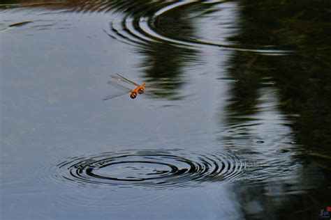 【蜻蜓点水摄影图片】湖畔生态摄影_感觉_太平洋电脑网摄影部落