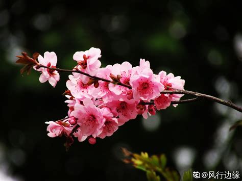 天坛公园初夏月季盛开，姹紫嫣红迎月季园建园60周年