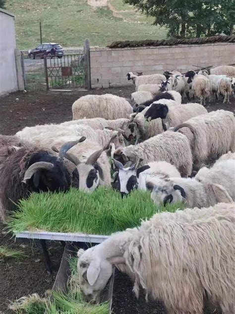 夏季喂羊种什么牧草-绿宝园林网