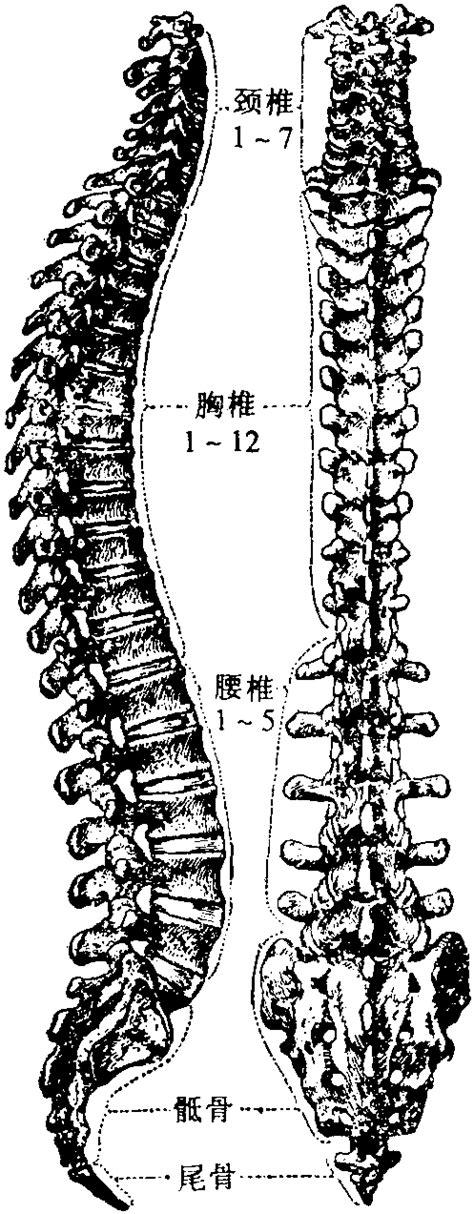 人体脊椎结构图图片