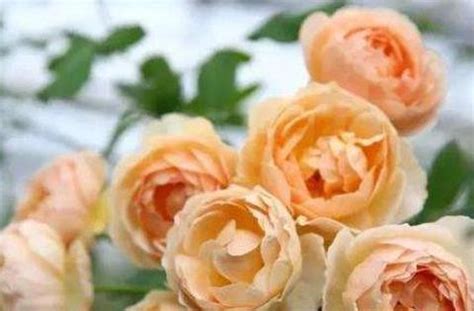 选一束你最喜欢的玫瑰花，测你的爱情忠贞度？