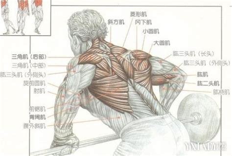 6张图教你怎么练背。健身房常见的6个背部训练动作