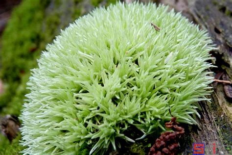 疣黑藓-国家植物标本馆(PE)模式标本集-图片