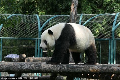 北京动物园网红大熊猫“突然头秃”，园方：不清楚为啥_凤凰网