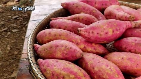 地瓜与红薯是一样的吗，如何区分与食用？_三思经验网