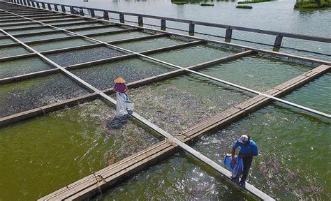 智慧渔业:物联网水产养殖管理系统解决方案