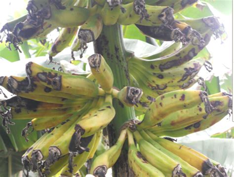 【辟谣专区】表皮有黑斑的香蕉不能吃？_凤凰网健康_凤凰网