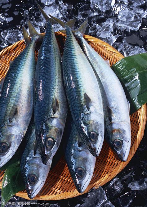 鲅鱼和青鱼哪个营养高,青鱼好吃还是鲅鱼好吃,鲅鱼和青鱼的营养区别_大山谷图库