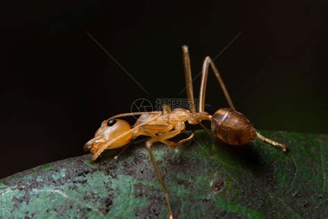 大型红蚂蚁是自然质高清图片下载-正版图片307231577-摄图网