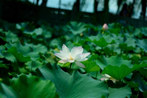 池塘中的白莲紫色反射环境植物学植物群百合情调叶子蓝色花瓣高清图片下载-正版图片321634535-摄图网