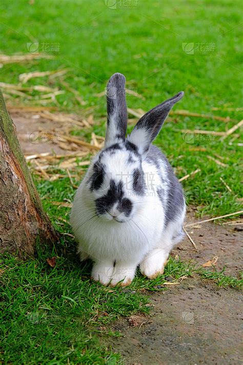 草丛中长着黑白相间皮毛的毛茸茸的兔子。