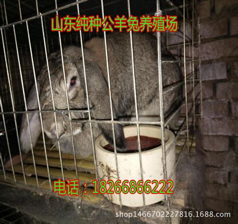 聊城茌平：小兔子撬动大产业 带动村民家门口就业_图说_中国山东网