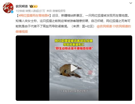 网红狐狸死在雪地里 疑和投喂食物有关_城市_中国小康网