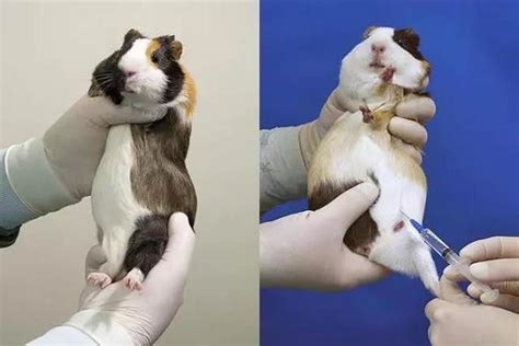 小鼠实验必备技能：腹腔注射与尾静脉注射