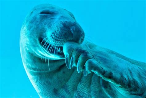 科学网—一组与水有关的动物图片（续十六） - 张晓良的博文