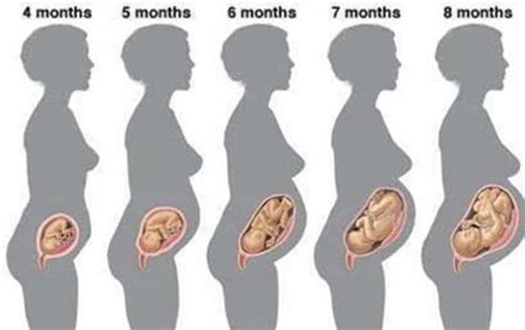 怀孕时期胎动次数多少才是正确的？ - 知乎