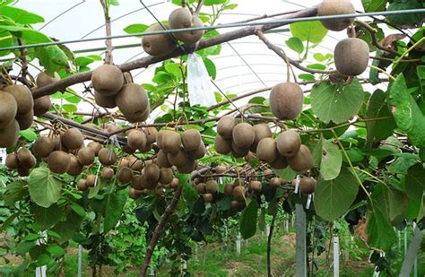 弥猴桃的种植技术与管理方法 - 七彩三农