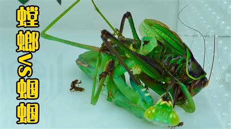 地球上4大最漂亮好看的螳螂，第一似一片枯叶，第二头能180度转动|螳螂|枯叶|螂_新浪新闻