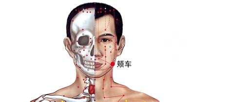 颊车的准确位置图图片