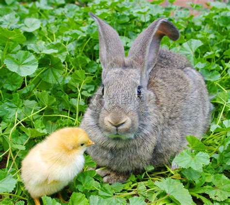 兔和鸡属相相冲吗母子相克 兔和鸡是相生还是相克